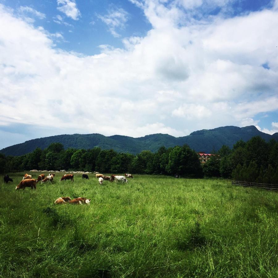 Bran White Clouds House And Chalet エクステリア 写真